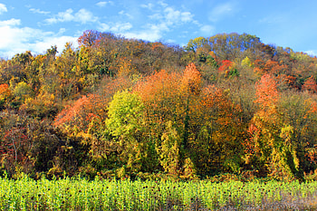 Nature, Trees, Grass, Autumn, Forest HD wallpaper