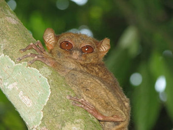 Linan Tarsier, endangered species, wildlife, animals, smallest primate HD wallpaper