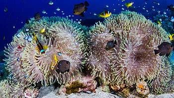 Coral reef, Dual monitor HD wallpaper