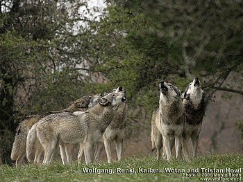 wolfgang,renki,kailni and tristan howling, renki, wolves, kailni, tristan, wolfgang, packs HD wallpaper