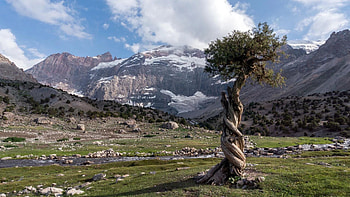 A spiraling tree among the mountains, Sug Province Tajikistan, clouds, landscape, sky, rocks, stones HD wallpaper