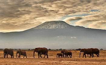 Kilimanjaro, Travels, Fundraising climb, Humanitarian foundation HD wallpaper