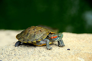 Red-eared slider, Turtles HD wallpaper
