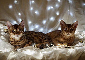 Animals, Lie, To Lie Down, Cloth, Garland, Garlands, Kittens HD wallpaper