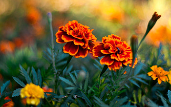 Flowers Pair, flowers, nature HD wallpaper