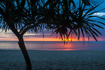 Tree Beach Seashore Summer, beach, tree, nature, summer, seashore HD wallpaper