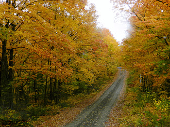 Autumn Forest Road, graphy, Forest, Road, Nature, Autumn HD wallpaper