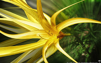 golden forest , beauty, flower HD wallpaper