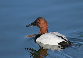 Beautiful Duck, cool, duck, beautiful HD wallpaper