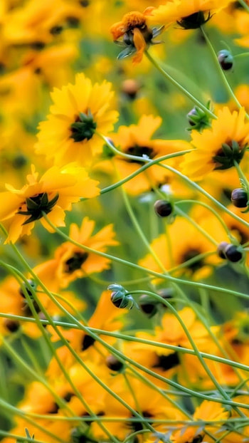 A Yellow, Yellow, Floral Background HD phone wallpaper