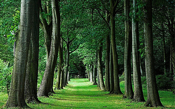 Landscape, Trees HD wallpaper
