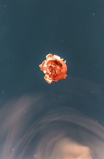 An artistic close-up of a single orange rose blossom floating on a dark water surface, creating a serene composition. HD phone wallpaper