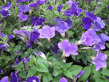Flowers day at the greenhouse 18, purple, graphy, green, Flowers, garden, Petunias HD wallpaper