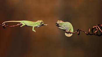 Green lizard HD wallpaper