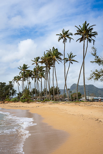 Nature, Waves, Beach, Palms, Tide, High Tide HD phone wallpaper