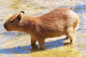 Me and my cousins, Capybara family, Adorable animals, Family graphy HD wallpaper