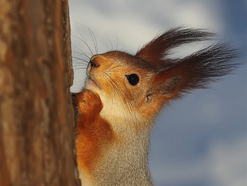 Animals, Squirrel HD wallpaper