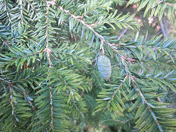 Brown hemlock tree, Growth stimulation, Restoring vitality, Nature's resilience HD wallpaper