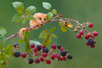 Dormouse, animal, cute, berry, dormause, branch, pars, green, red, fruit, rodent, Gliridae Dormice HD wallpaper