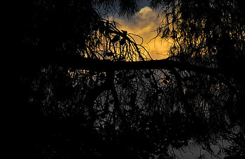 Day's end, clouds, shadow, tree, yellow HD wallpaper