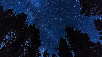 Trees, Stars, Night, Dark, Starry Sky HD wallpaper