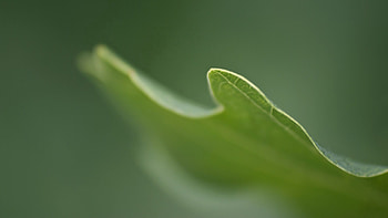 Grass, Plant, Macro, Blur, Smooth HD wallpaper