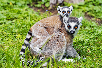 Animals, Young, Animal, Family, Lemur, Joey HD wallpaper