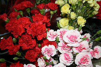 Flowers, Carnations, Bush, Bright, Different, Bushes HD wallpaper