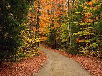 Autumn, season, fall, road, nature, tree HD wallpaper