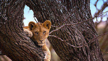 Serengeti National Park, Ultimate Guide, Safari Tours, Tanzania HD wallpaper