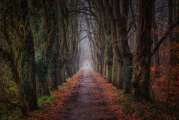 Forest, landscape, trees, nature HD wallpaper