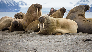 Walrus , Marine mammal beauty, Oceanic grace, Amazing backgrounds HD wallpaper