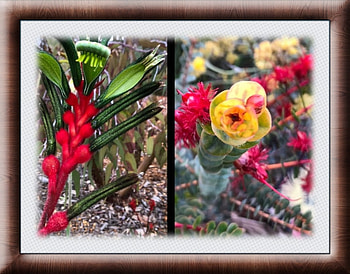 FLOWER COLLAGE, FLOWER, NATURE, COLLAGE HD wallpaper