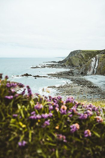 Nature, Flowers, Sea, Rocks, Horizon, Coast, Cliff HD phone wallpaper
