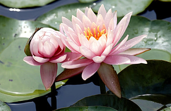 Flowers, Water, Leaves, Drops, Swamp, Water Lilies, Close-Up HD wallpaper