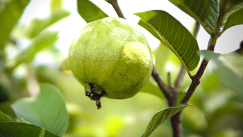 VNR guava, Premium produce, Kasturi farm, High-quality fruit HD wallpaper