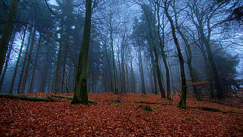 Landscape, Trees HD wallpaper