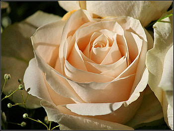 Beauty blush, rose, pink, white, flower, green, cream HD wallpaper