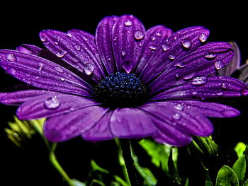 Plants, Flowers HD wallpaper