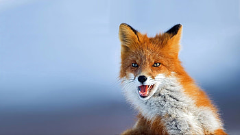 Animals, Background, Fox, Muzzle, Sight, Opinion, Animal HD wallpaper