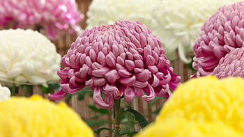 Pink flower, bloom, pink HD wallpaper