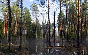 Nature, Trees, Forest, Spring, Flood HD wallpaper
