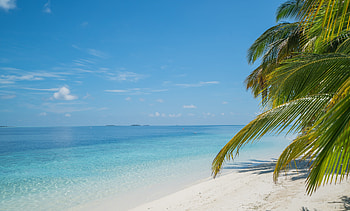 Tropical Summer Beach, shore, sea, sand, wave, trees HD wallpaper