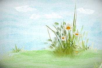 welcome spring, white, grass, spring, daisies, delicate, flower, green, nature, flowers HD wallpaper