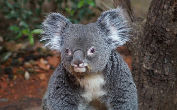 Koala, bear, Australia, animal HD wallpaper