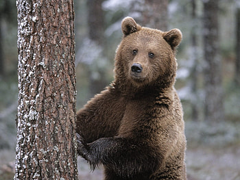 Animals, Bears HD wallpaper