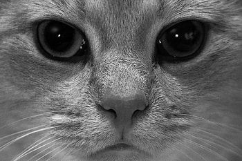 Cat, kitten, kitty, cats, cute, sleepy, sleeping, beauty, animals, hat, sweet, beautiful, paws, cat face, pretty, face, lovely HD wallpaper