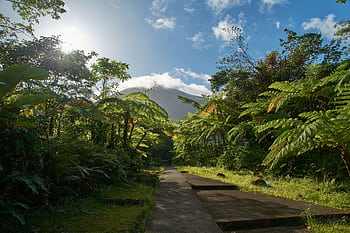 Serene tropical landscape with a sunlit pathway amidst lush foliage in Guadeloupe. HD wallpaper
