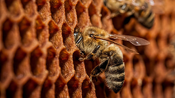 Honey , Bee's sweetness, U TV delight, Nature's golden nectar HD wallpaper