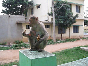 Baby for Biscuits, monkey, primate, monkeys HD wallpaper